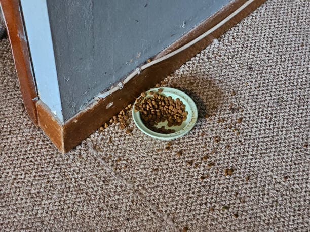 Fresh carpets, happy pets—eliminate odors the right way!